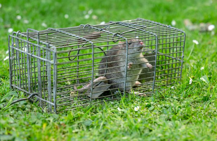 11 Tipps zur Mäuse und Rattenbekämpfung