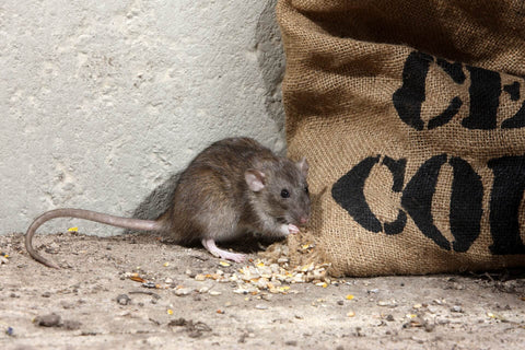 Wie wähle ich das beste Gift für Ratten aus?