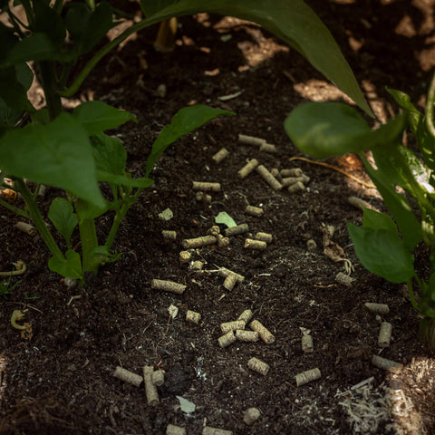 BIO Granulat zur Bekämpfung von Bodenschädlingen