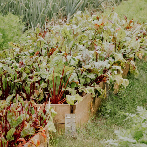 Gartenbeet aus Palettenrahmen